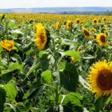 2007H 042 Unstrut Saale Elbe